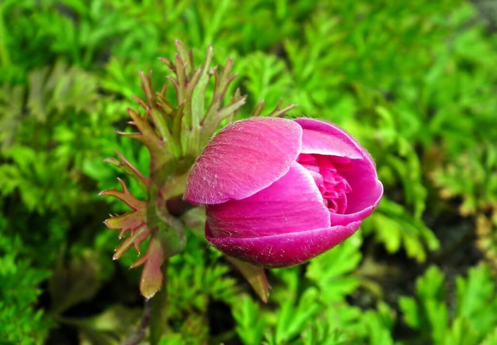 Anemone Coronaria Pink