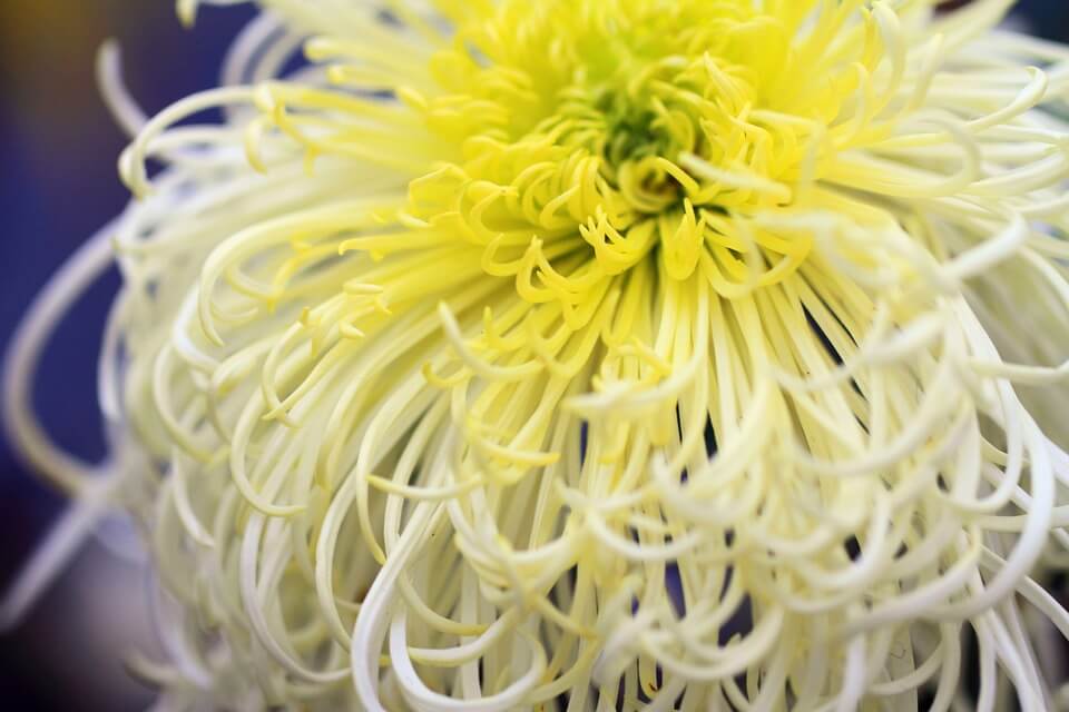 Blume gelbe Chrysantheme