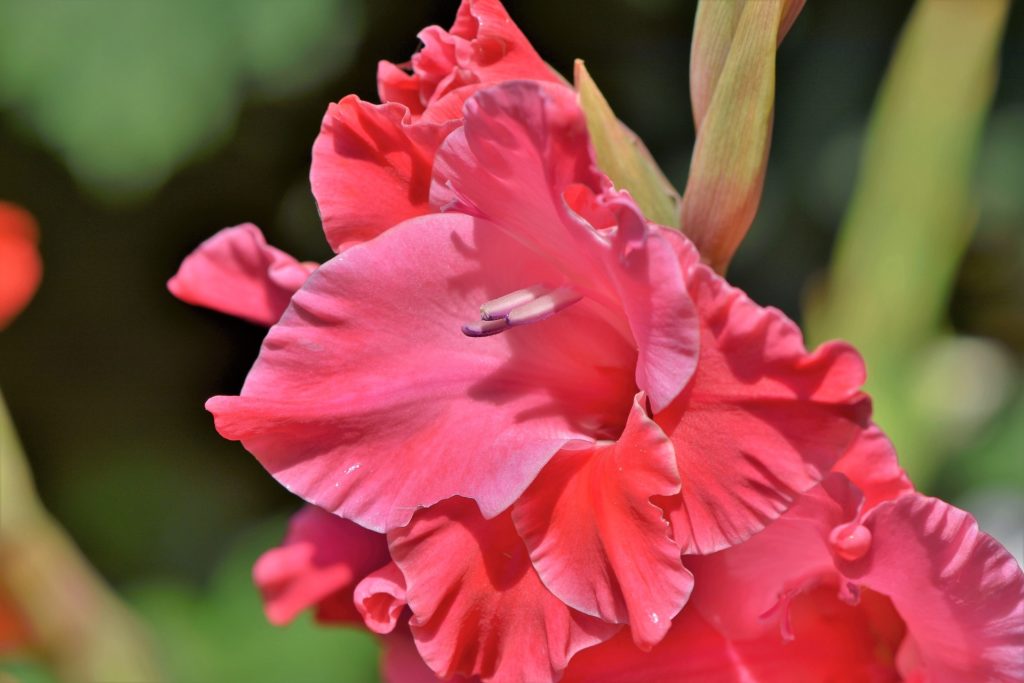 Gladiole Soft Pink Detail