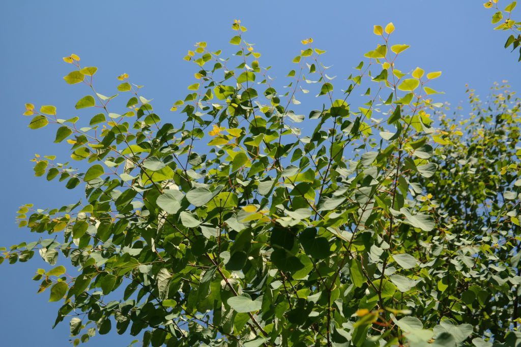 katsura baum blaetter japanischer kuchenbaum