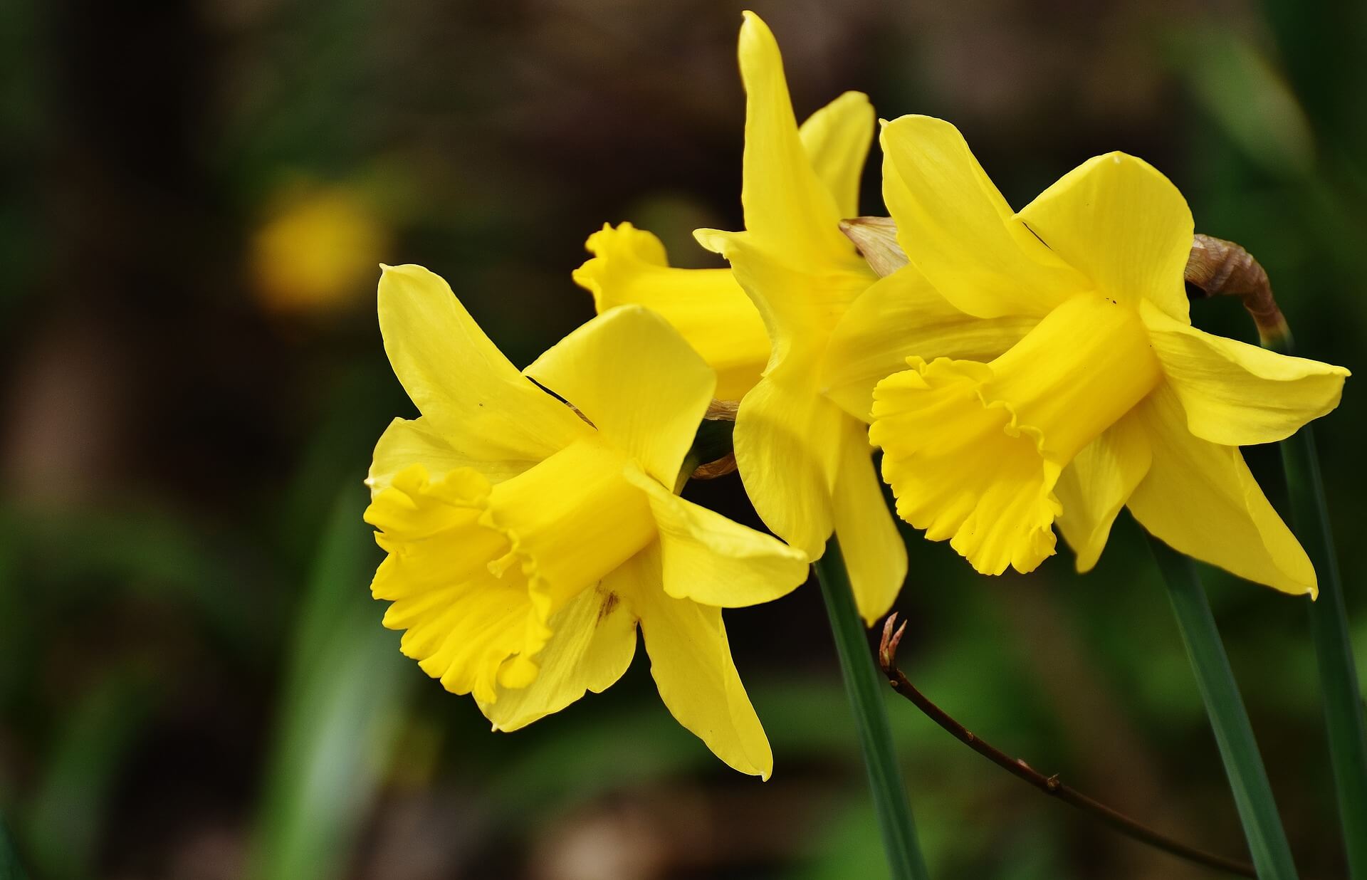 Steckbrief narzisse Jonquille (Narcissus