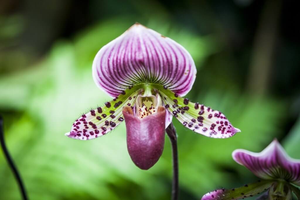 Orchidee Frauenschuh Bluete Mit Punkten