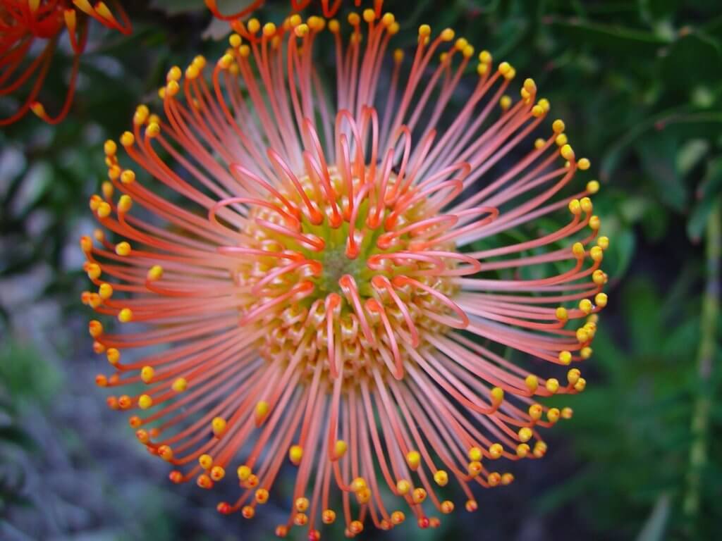 Protea Nadelkissen Orange
