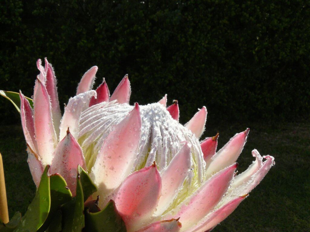 Protea Rosa