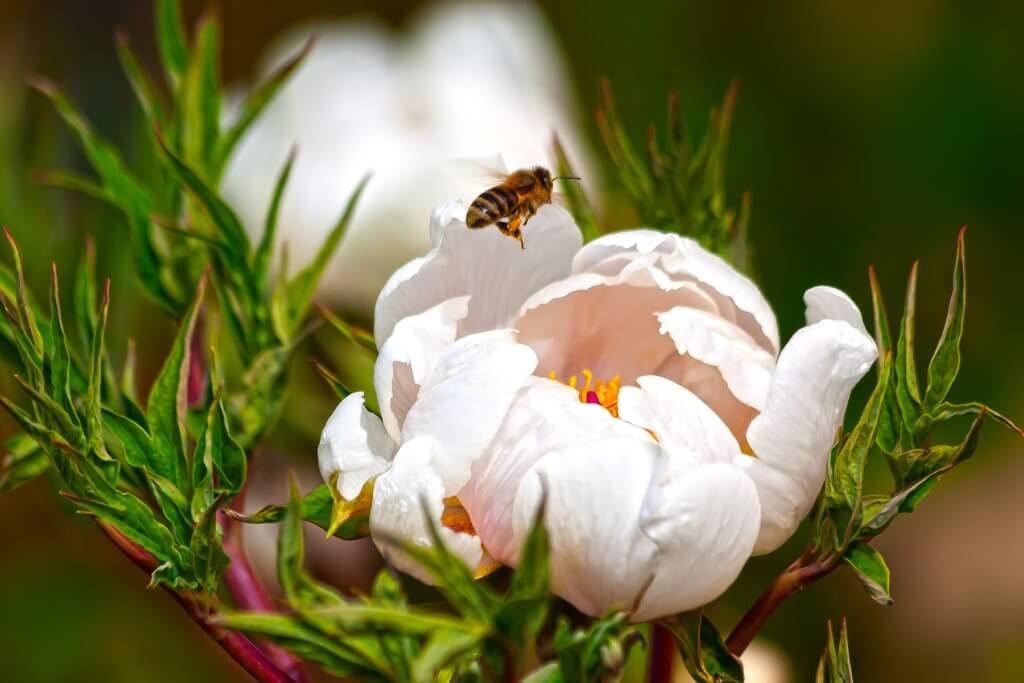 Rosaweisse Pfingstrose Mit Biene