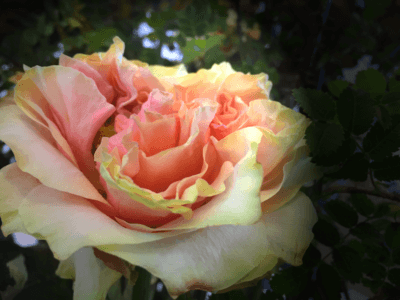 Rose Rosa Detail
