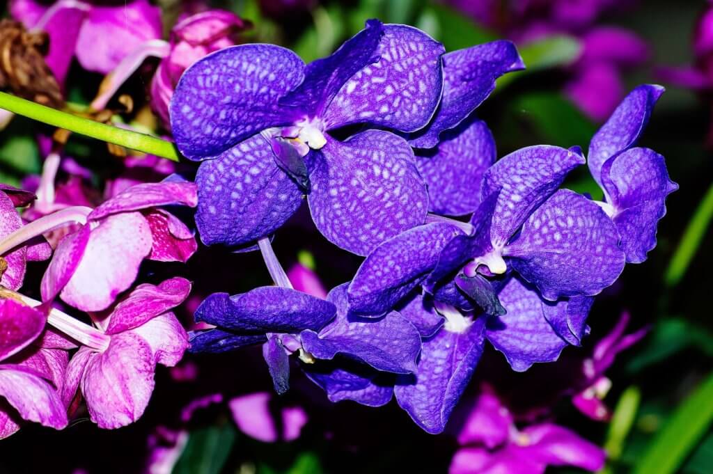 Vanda Orchidee Blau
