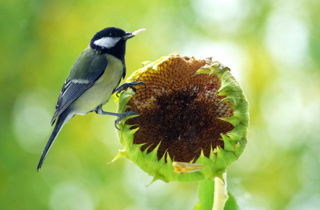 Vogel An Sonnenblume